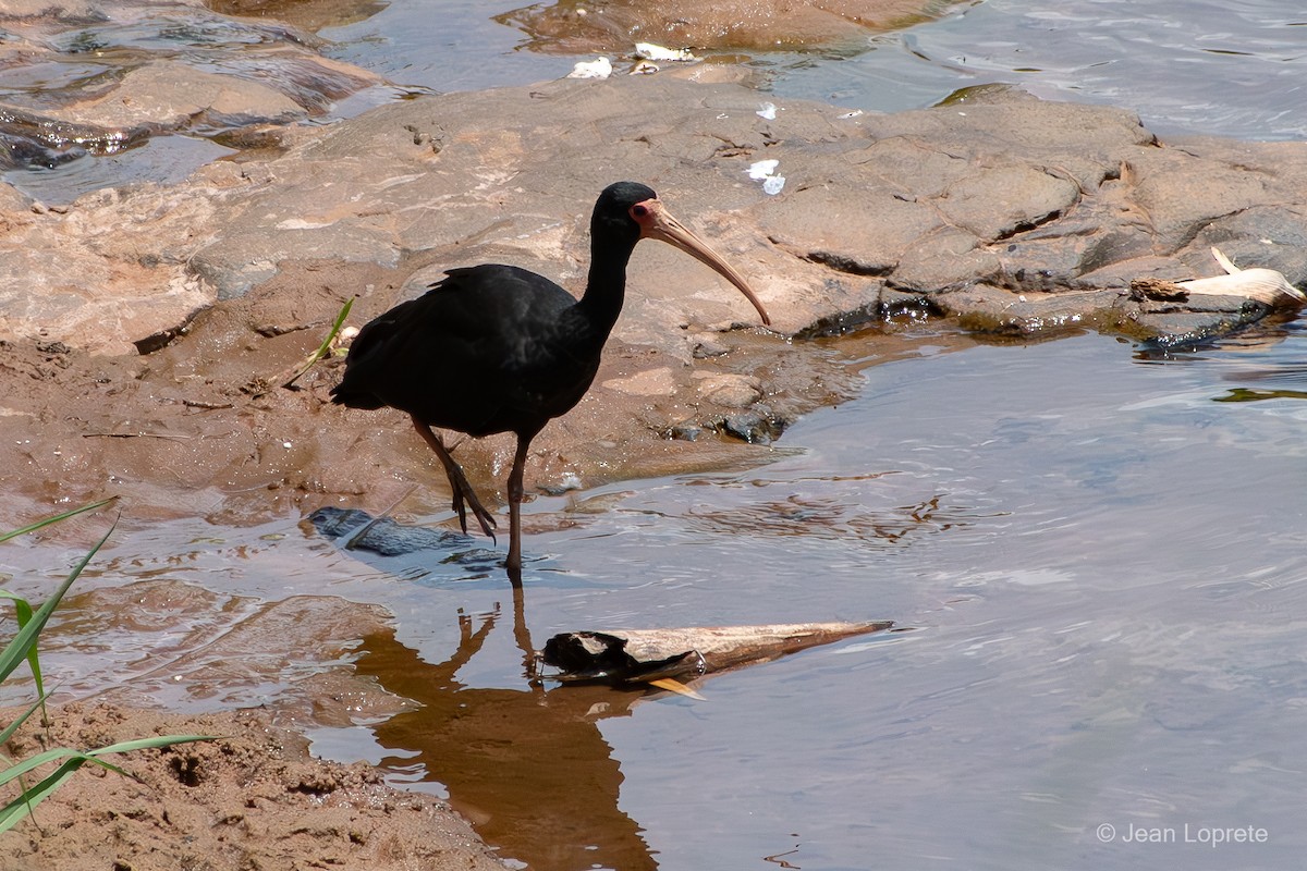 Ібіс чорний - ML646975829