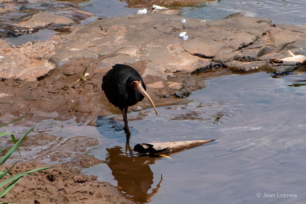 Ібіс чорний - ML646975830