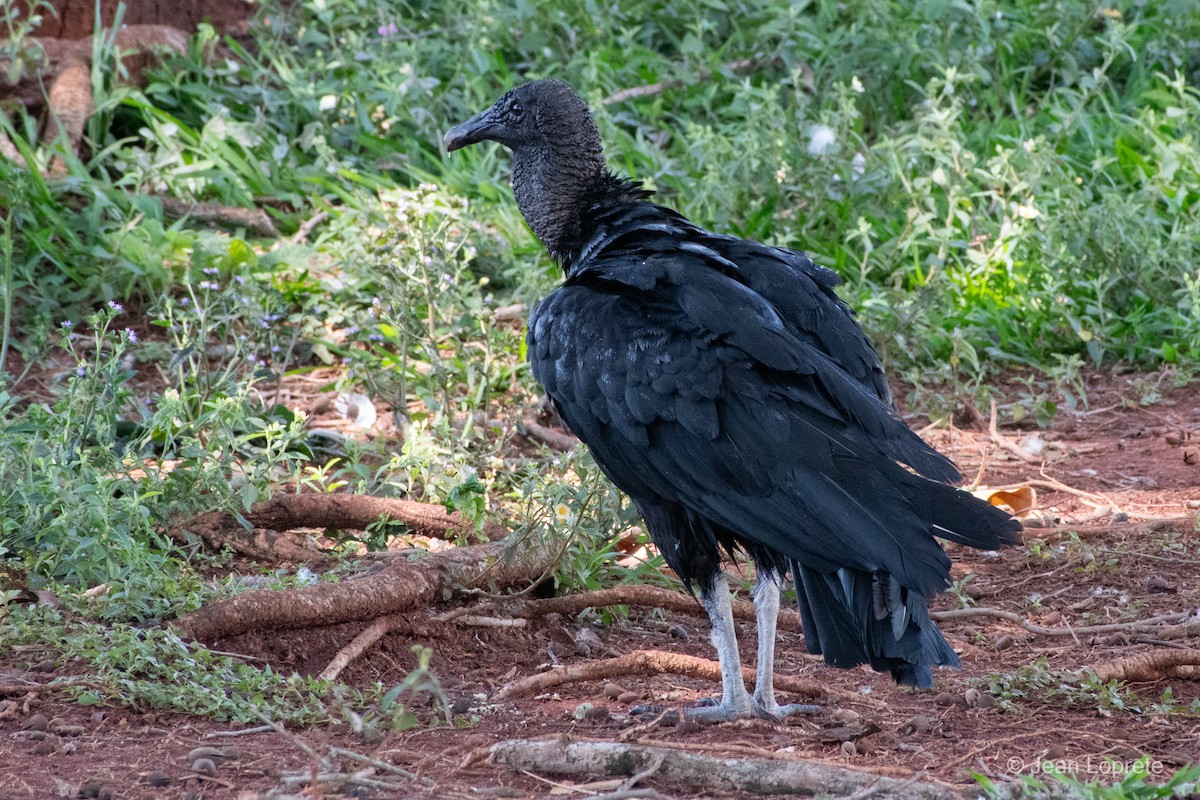 kondor havranovitý - ML646975840