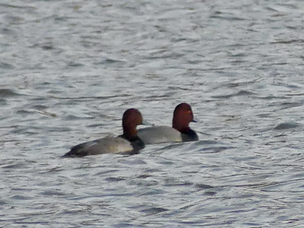 Fuligule à tête rouge - ML646975845