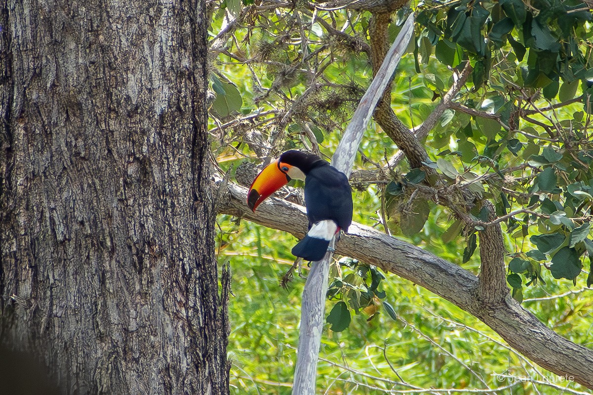 Toco Toucan - ML646975847