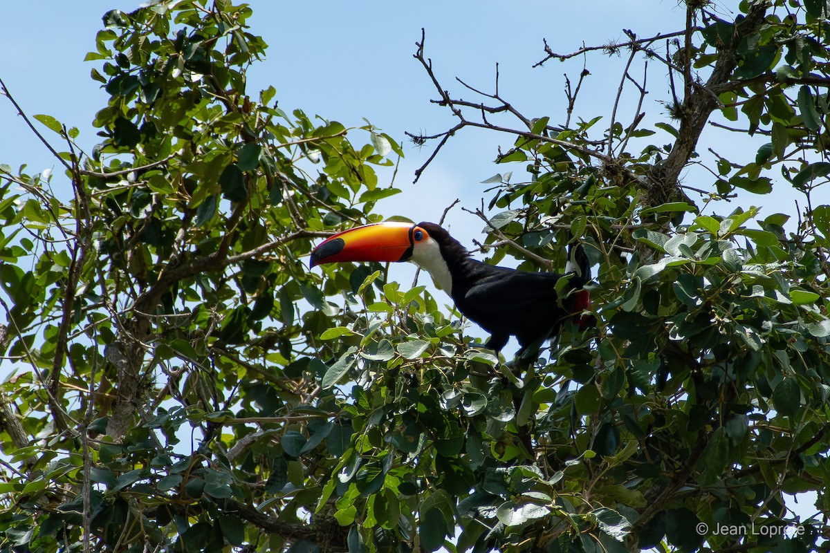 Toco Toucan - ML646975848