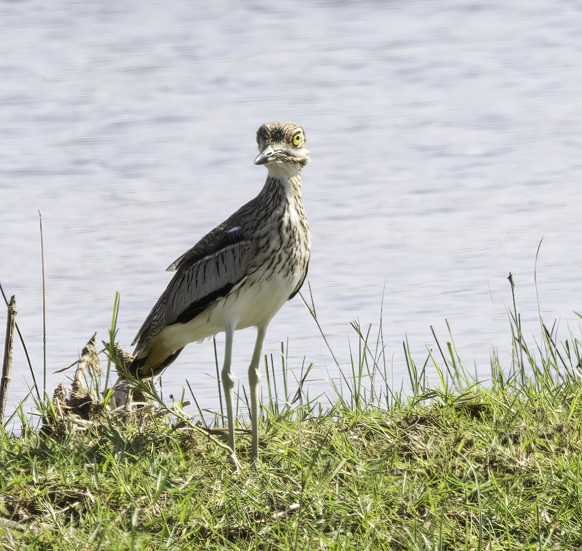 Water Thick-knee - ML646975852