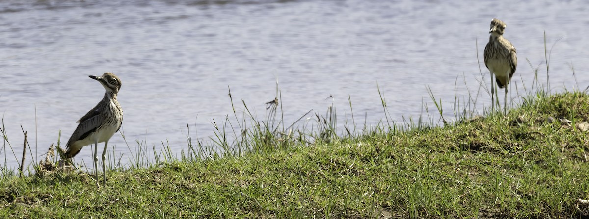 Water Thick-knee - ML646975853