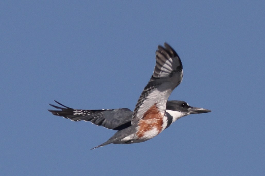 Belted Kingfisher - ML646975854