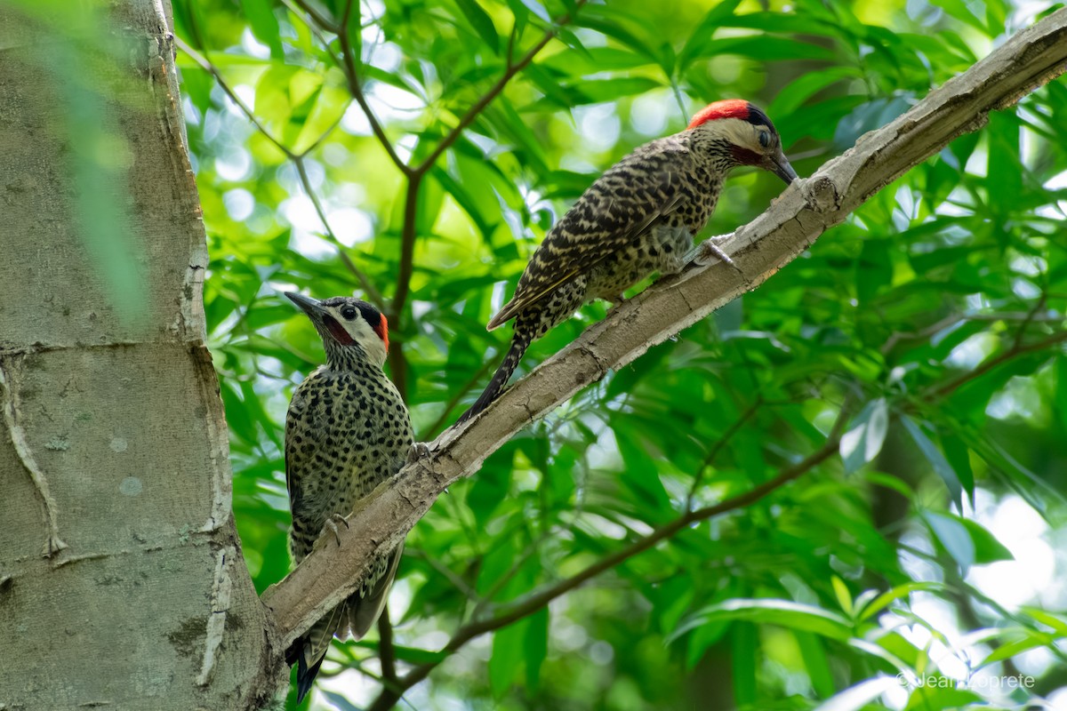 Green-barred Woodpecker - ML646975855