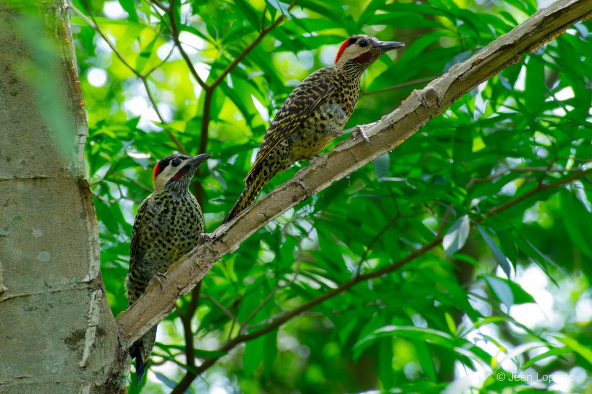 Green-barred Woodpecker - ML646975856