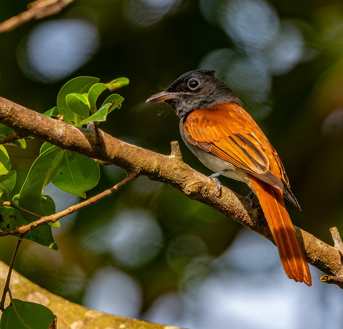 Amur Paradise-Flycatcher - ML646975859