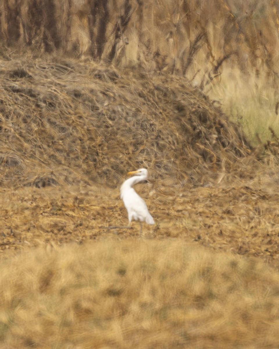 Western Cattle-Egret - ML646975868