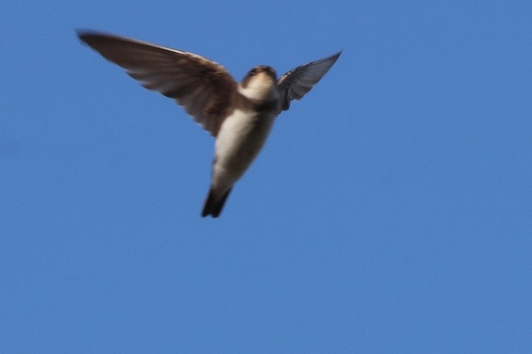 Uhalde-enara arrunta - ML646975872