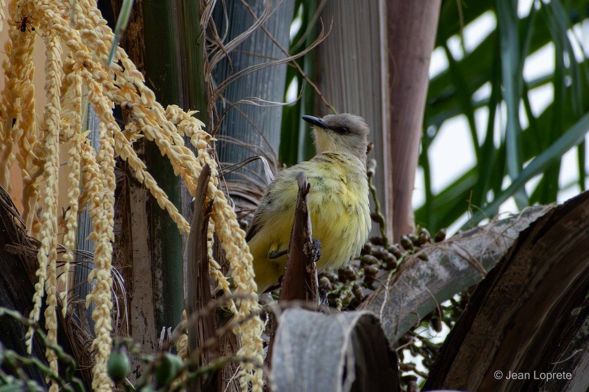 Cattle Tyrant - ML646975875