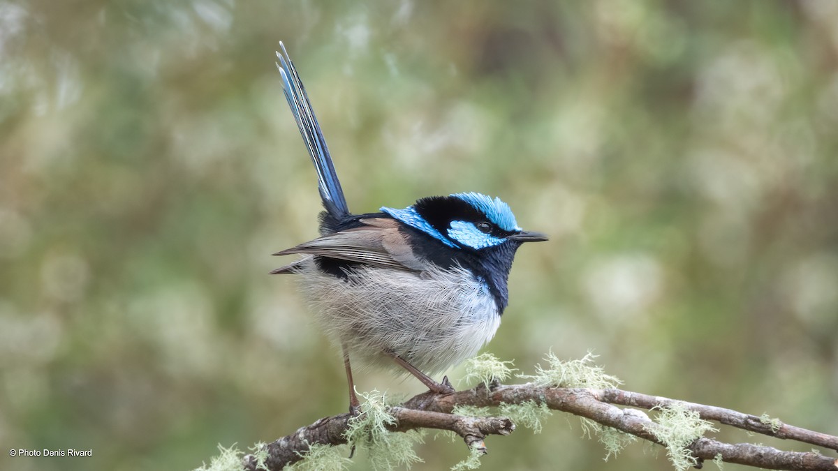 Superb Fairywren - ML646975881