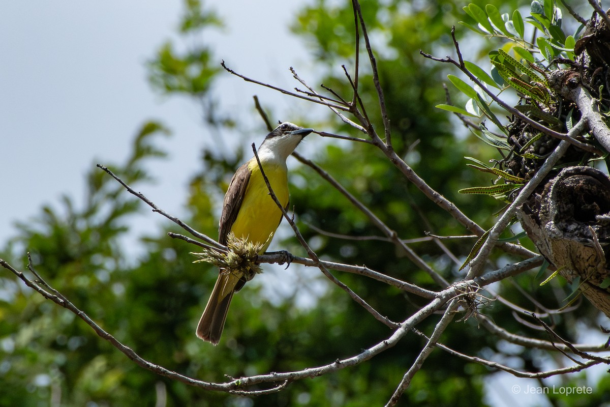 Great Kiskadee - ML646975882
