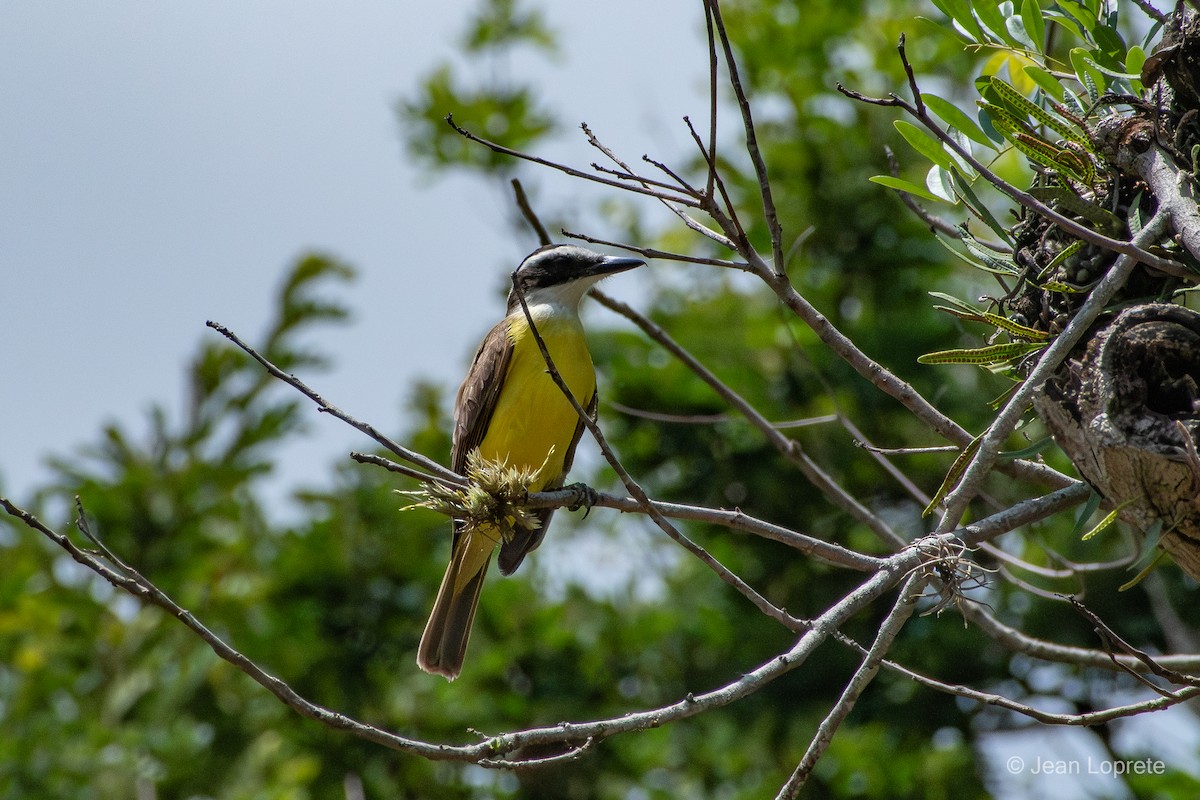 Great Kiskadee - ML646975883