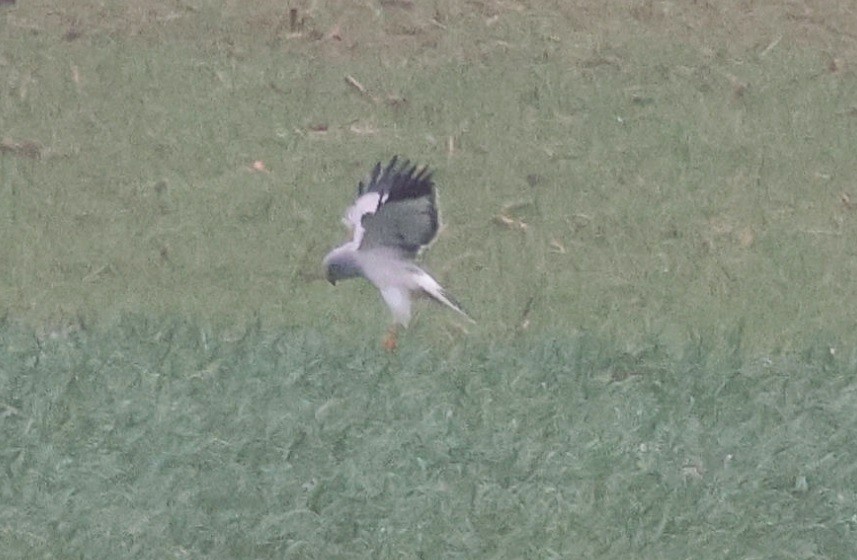 moták pilich - ML646975891