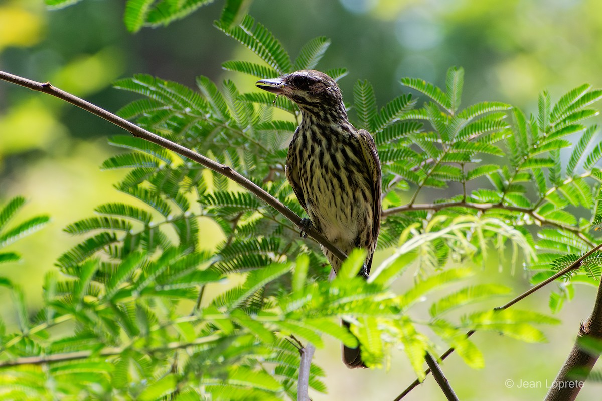 Streaked Flycatcher - ML646975892