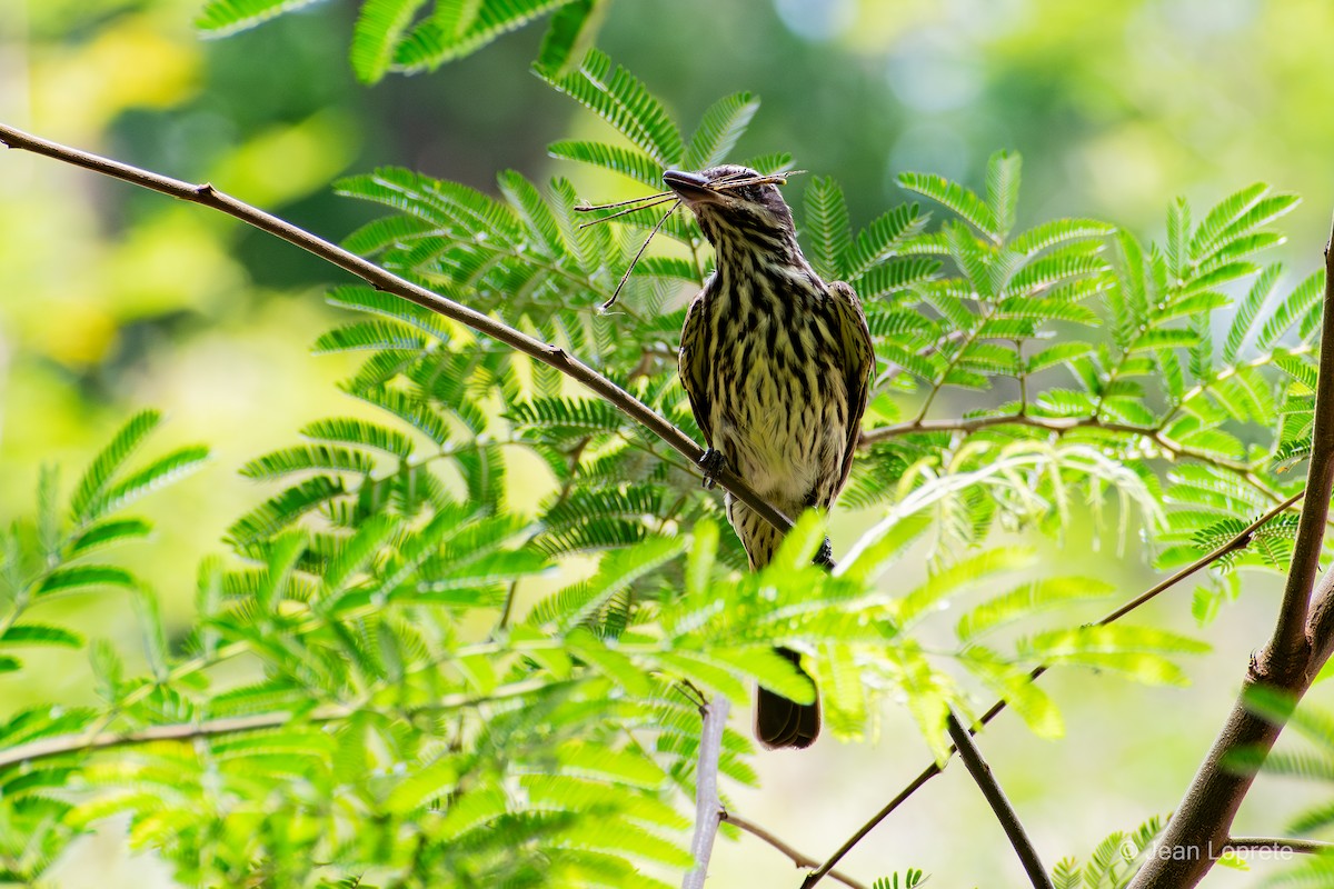 Streaked Flycatcher - ML646975893