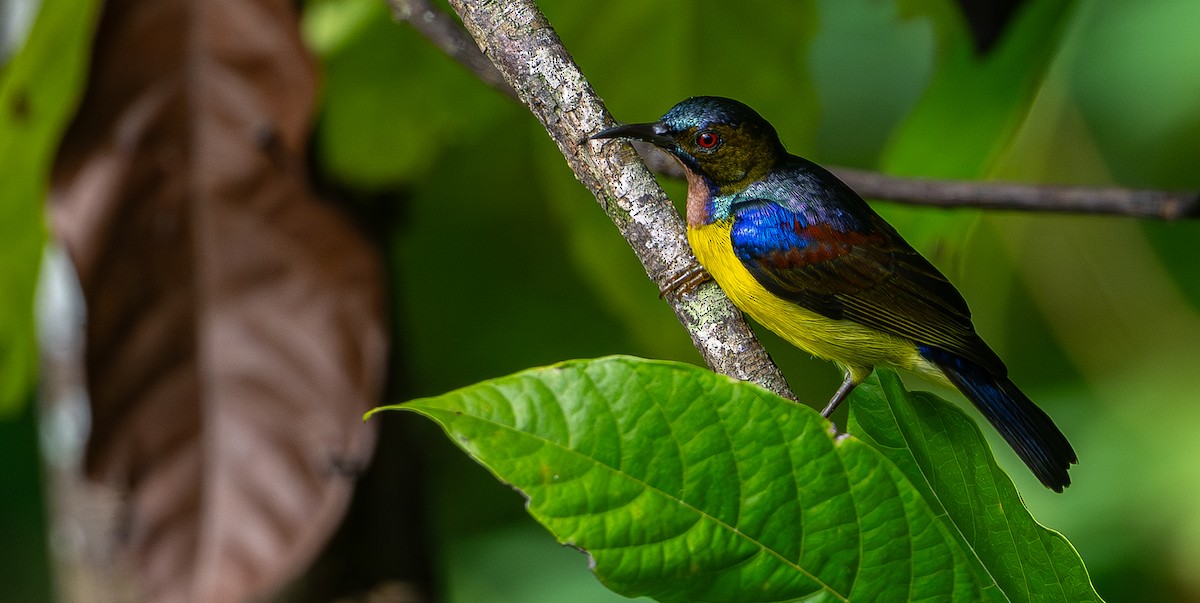 Brown-throated Sunbird - ML646975896