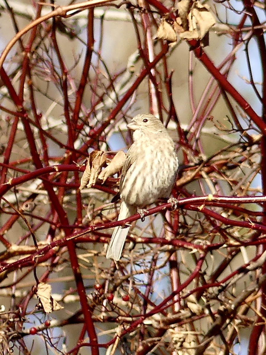 House Finch - ML646975904