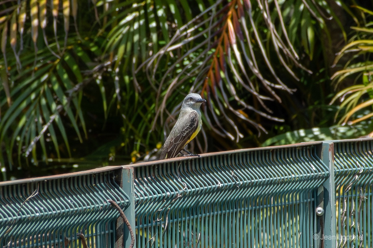 Tropical Kingbird - ML646975906