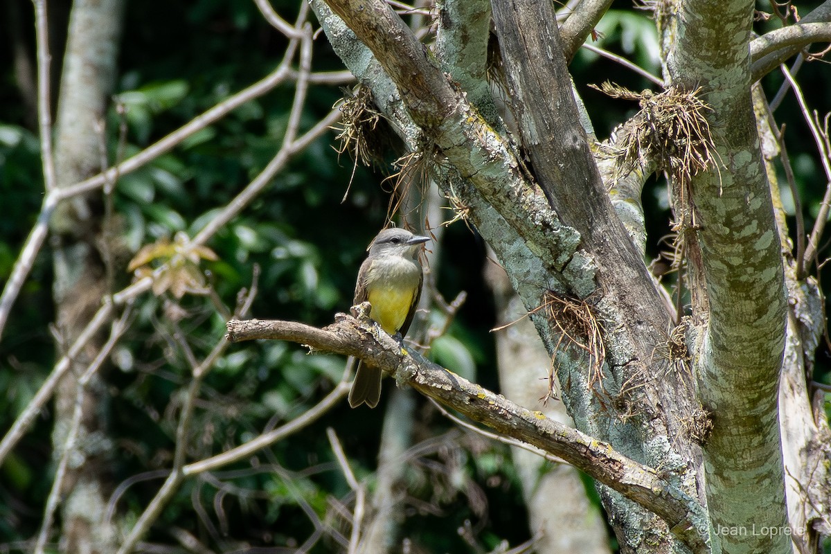 Tropical Kingbird - ML646975907