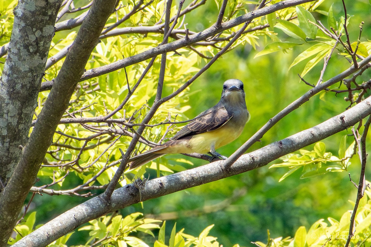 Tropical Kingbird - ML646975908