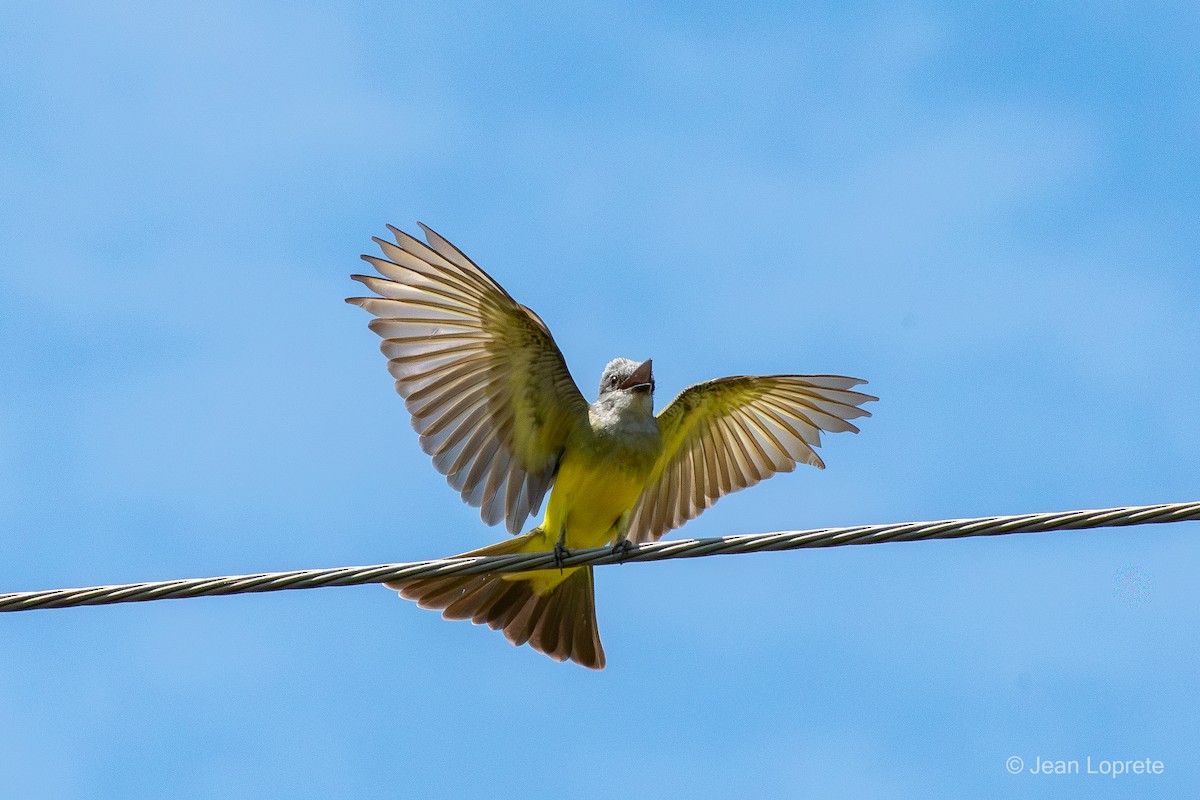 Tropical Kingbird - ML646975909