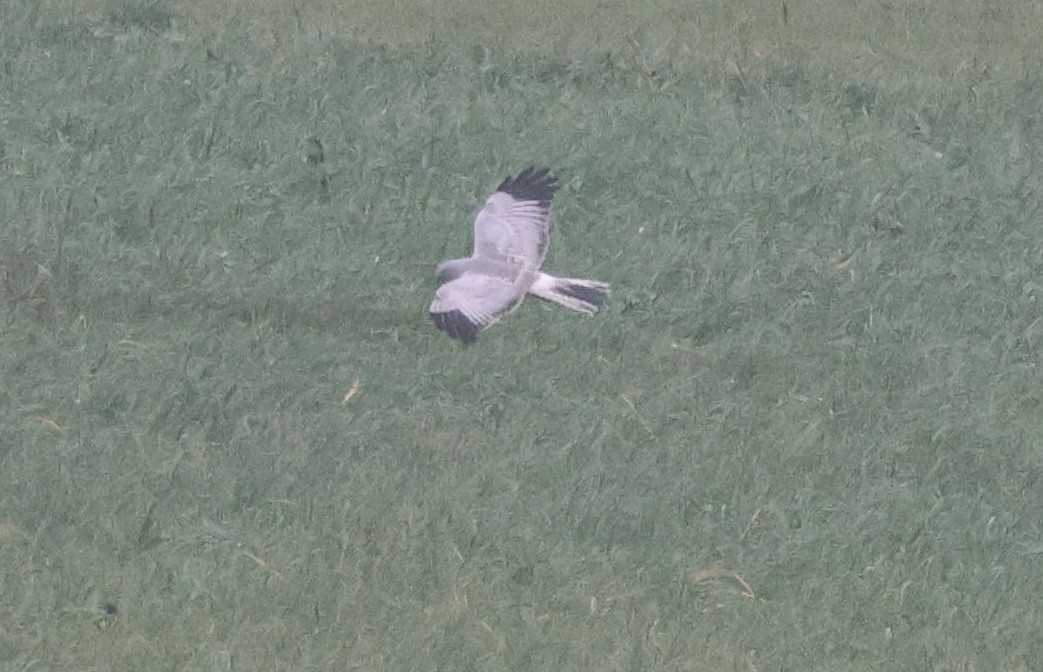 moták pilich - ML646975911