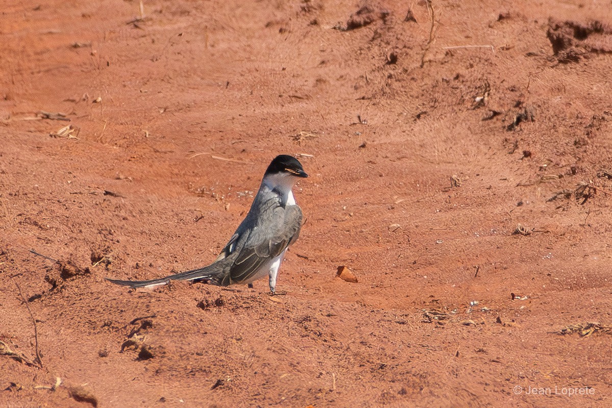Fork-tailed Flycatcher - ML646975918