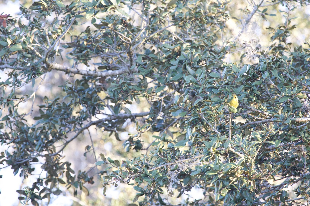 Çam Ötleğeni - ML646975920