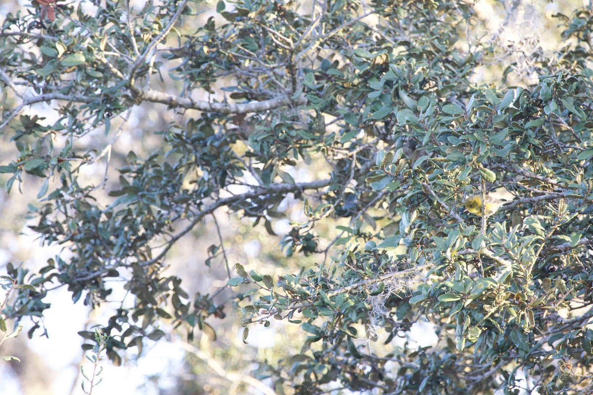 Çam Ötleğeni - ML646975921