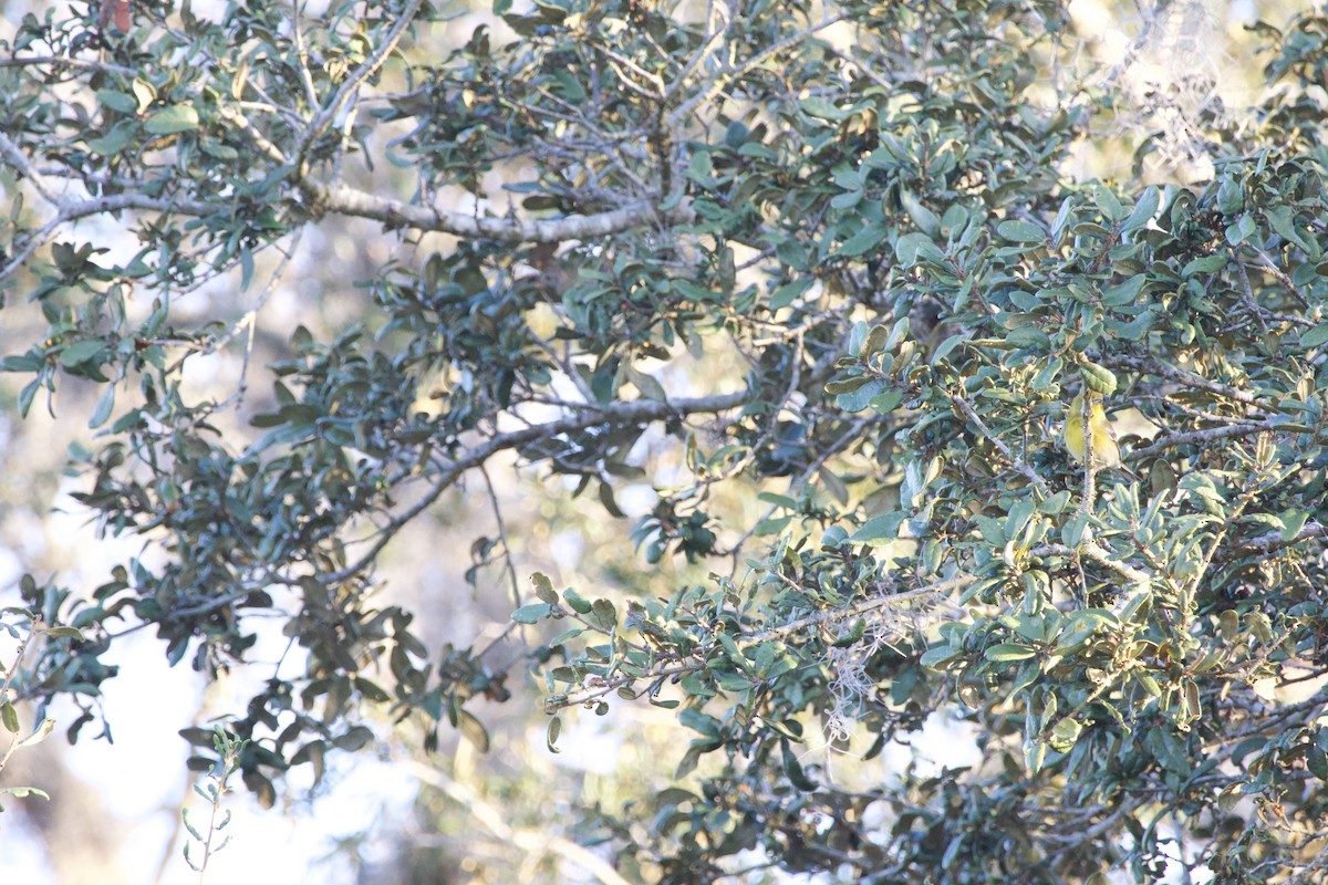 Çam Ötleğeni - ML646975922