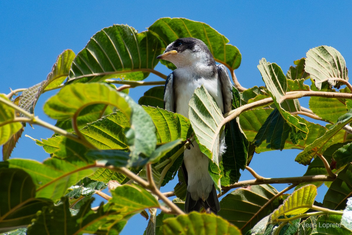 Weißbürzelschwalbe - ML646975923