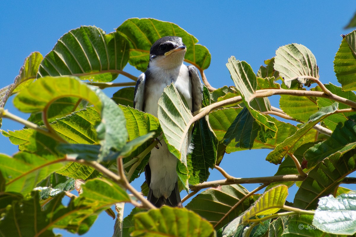 Weißbürzelschwalbe - ML646975924