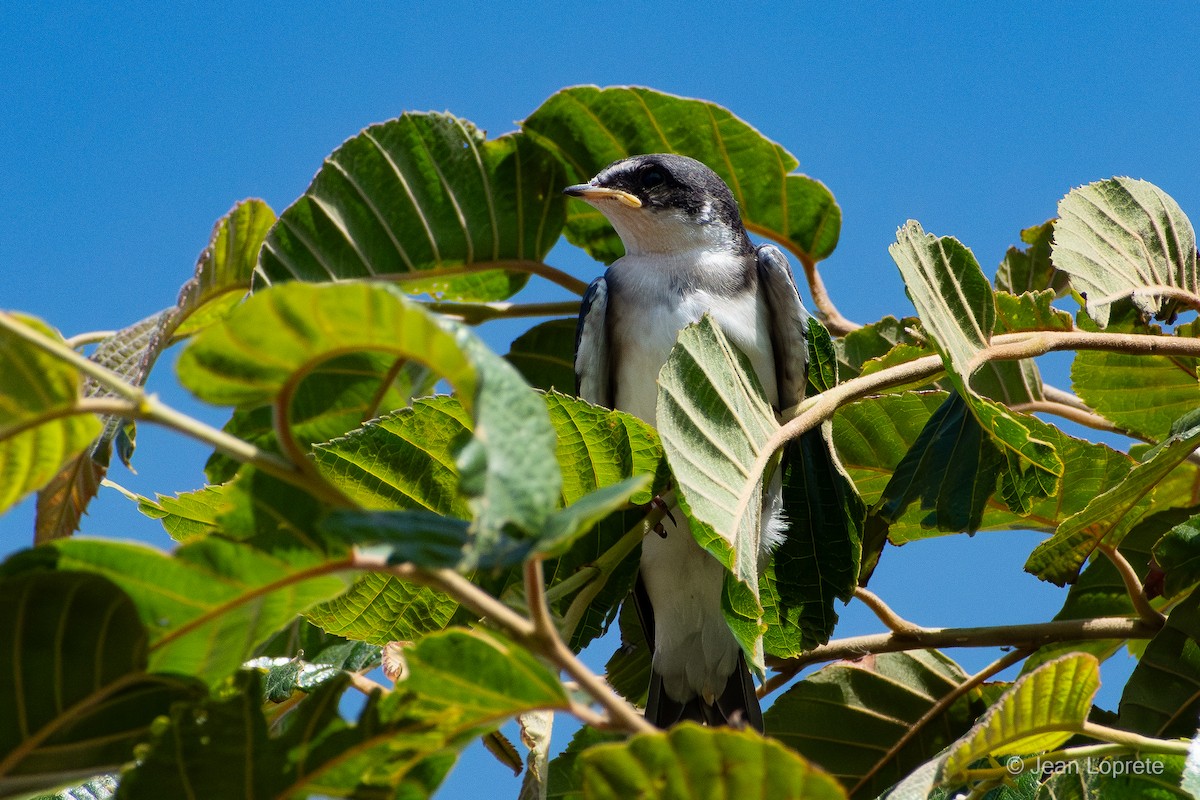 Weißbürzelschwalbe - ML646975925