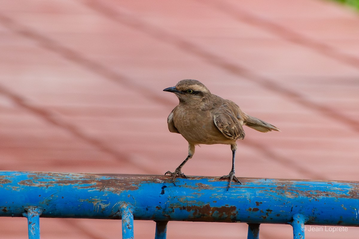 Chalk-browed Mockingbird - ML646975931