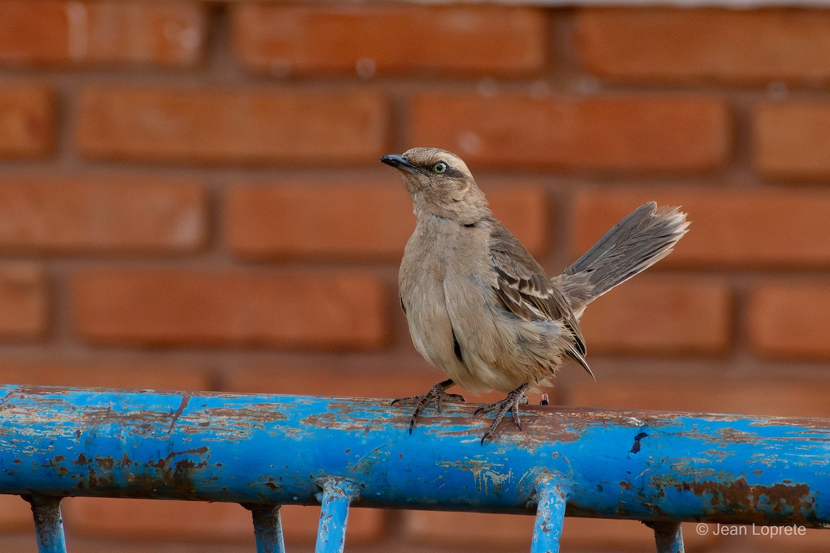 Chalk-browed Mockingbird - ML646975932