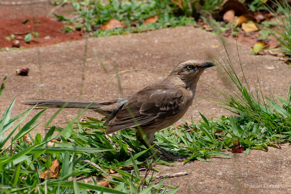 Chalk-browed Mockingbird - ML646975933