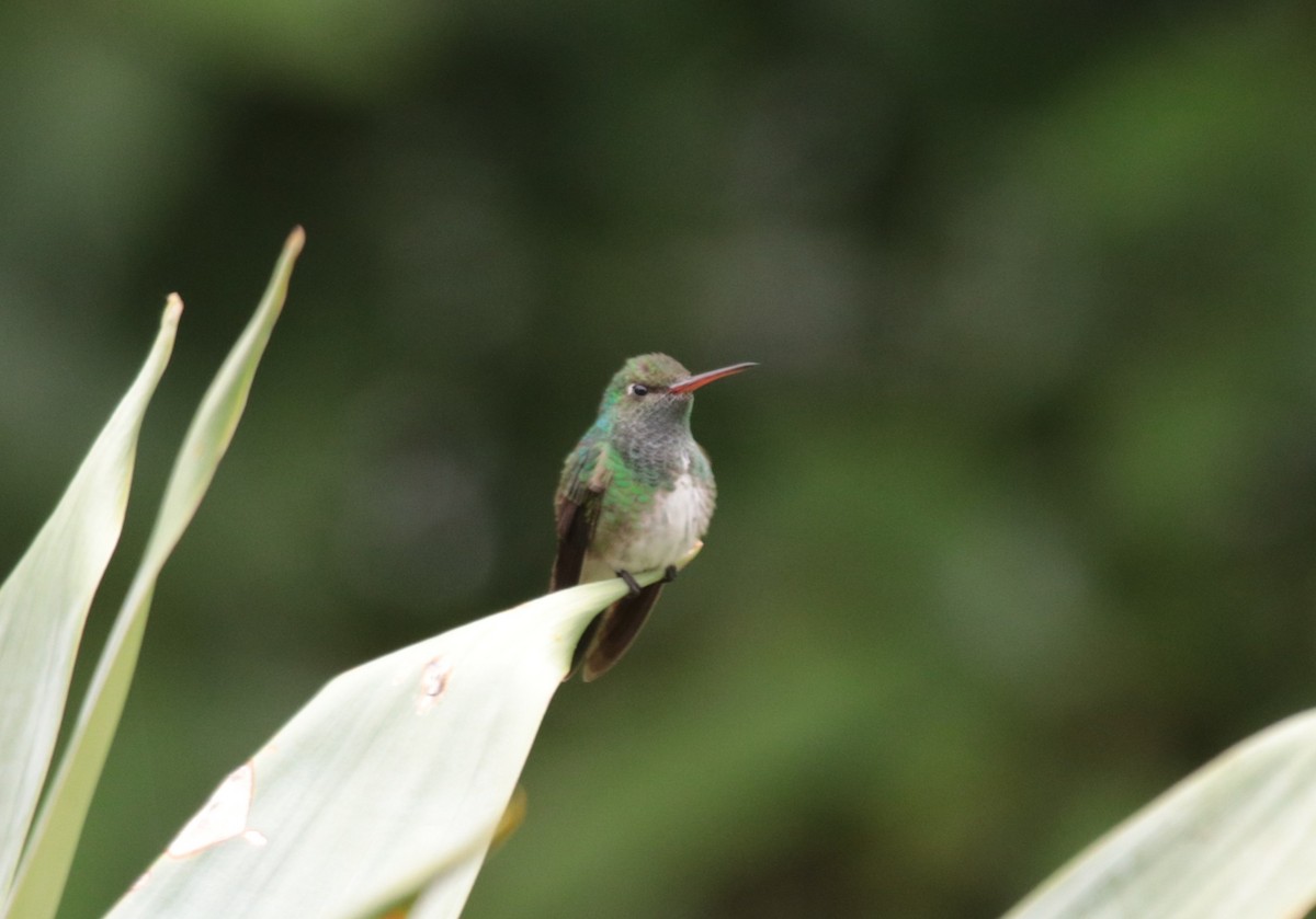Glittering-throated Emerald - ML646975934