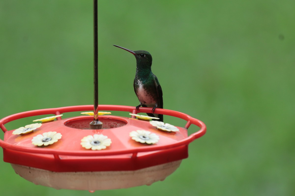 Glittering-throated Emerald - ML646975935