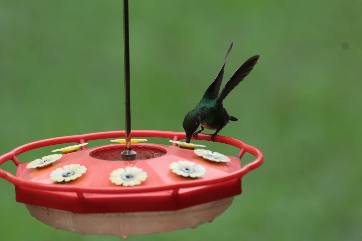 Glittering-throated Emerald - ML646975936