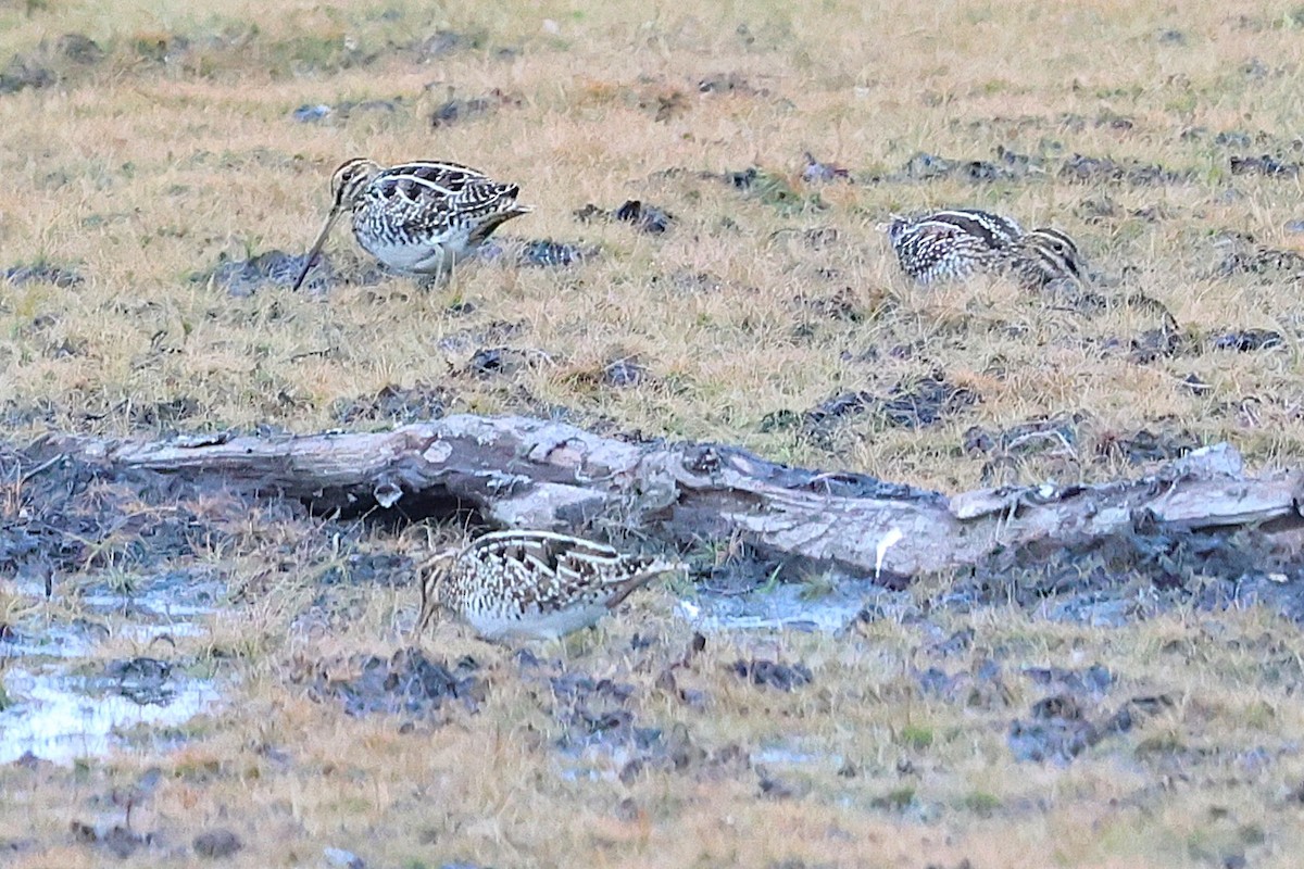 bekasina severoamerická - ML646975937