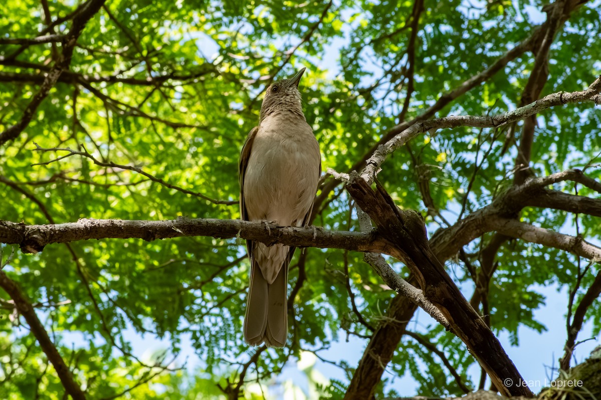 Pale-breasted Thrush - ML646975938