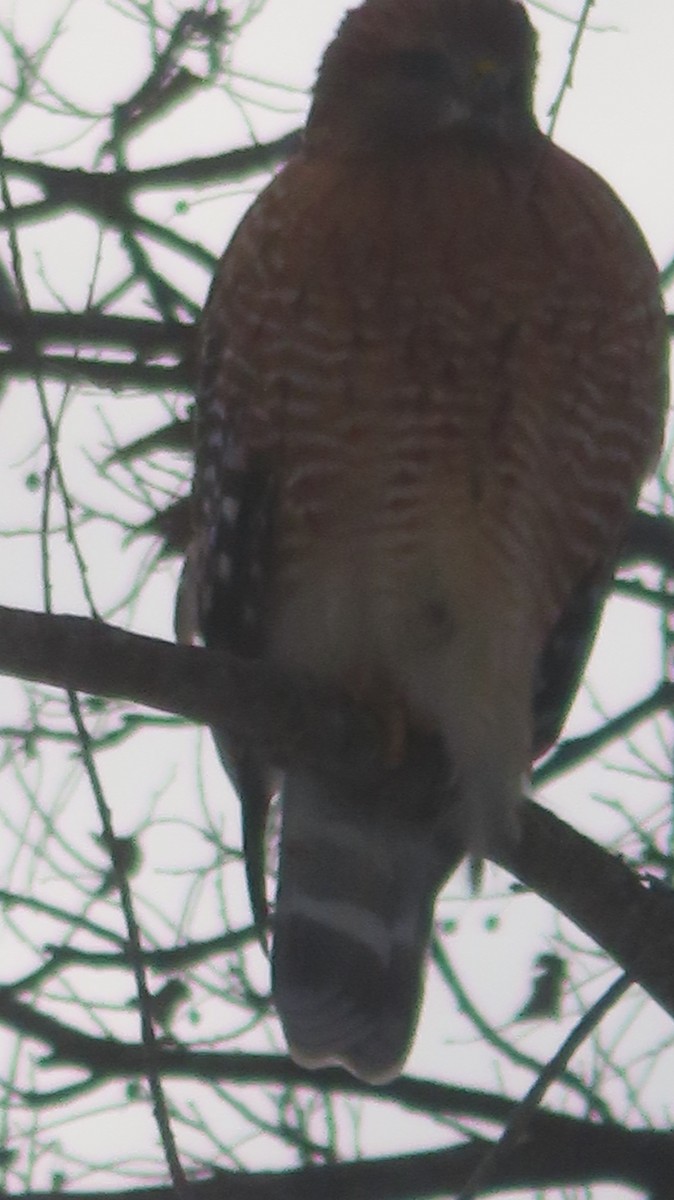 Красноплечий канюк - ML646975943