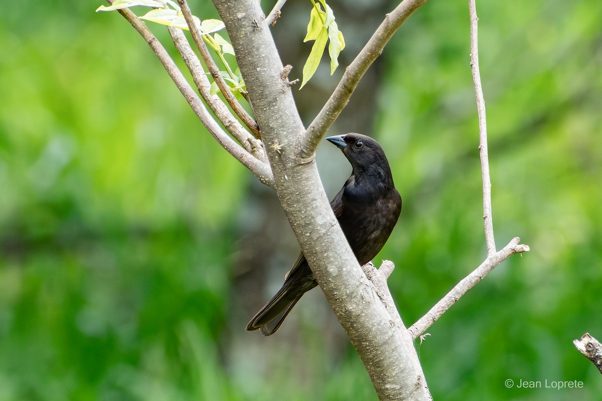 Shiny Cowbird - ML646975945