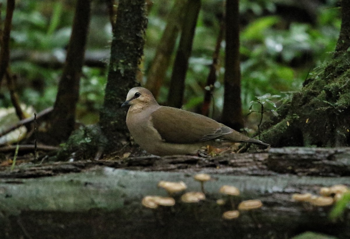 Gray-fronted Dove - ML646975946