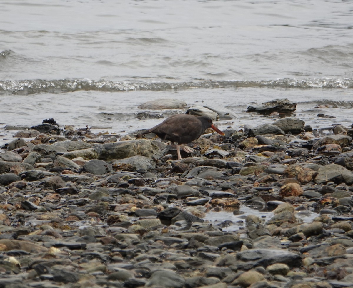 Blackish Oystercatcher - ML646975949