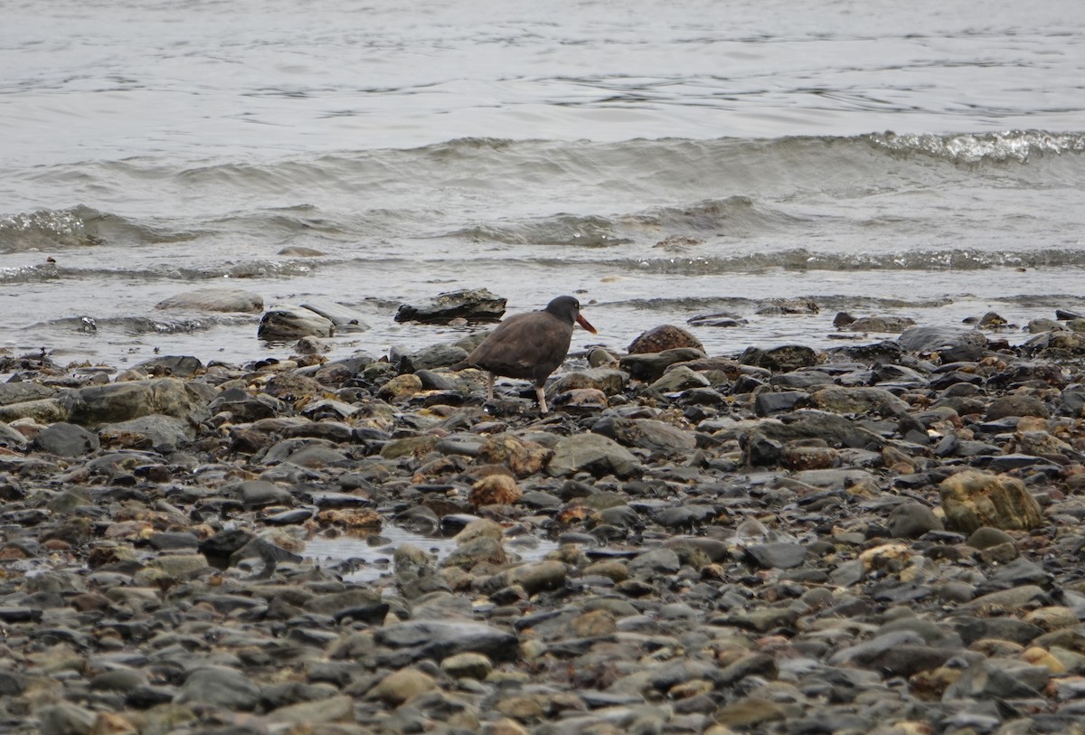 Blackish Oystercatcher - ML646975950