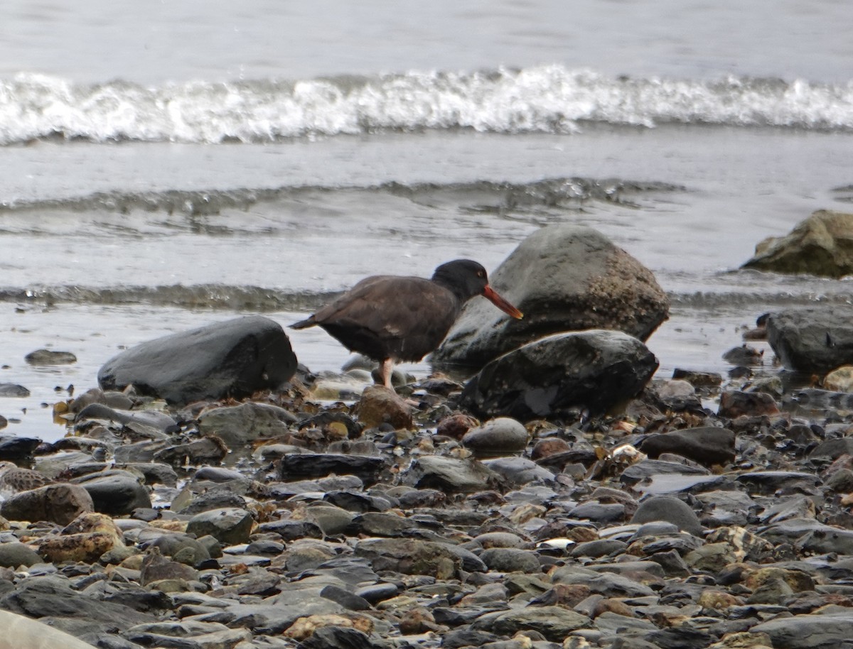 Blackish Oystercatcher - ML646975952