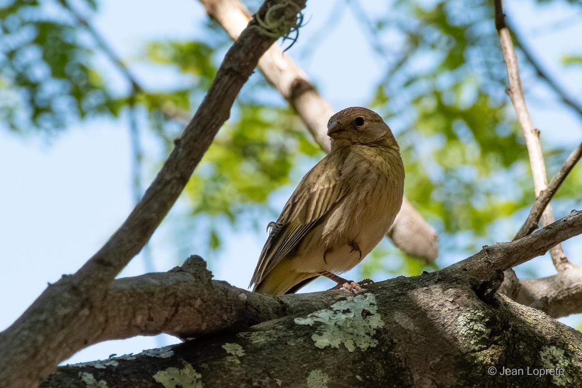 Saffron Finch - ML646975953